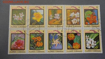 цветы куба - DSC04773.JPG