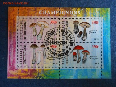 Кот Дивуар, грибы, малый лист, до 12.05.2015 - DSCN7360.JPG