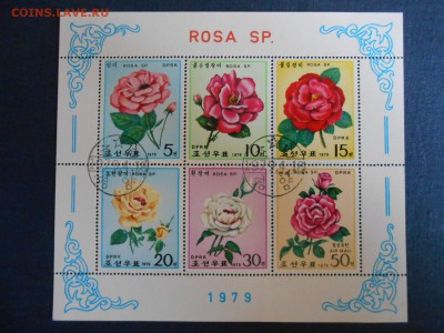 Корея, Розы, малый лист, до 12.05.2015 - DSCN7372.JPG