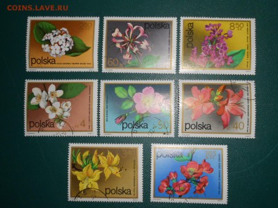 Польша, цветы, полная серия, 1972 год, до 12.05.2015 - DSCN7455.JPG