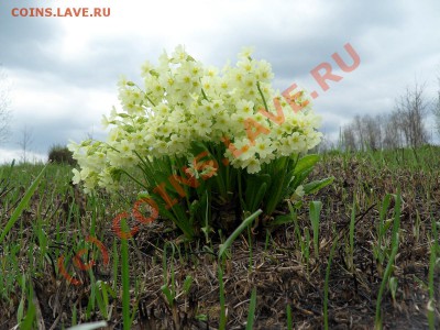 ФОТО - просто фото. Те что получились удачными. - цветы