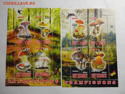 2 блока грибы - лот №4 до 11.05.2015 г. - DSC00162.JPG