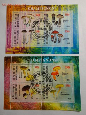 2 блока грибы - лот №5 до 11.05.2015 г. - DSC00163.JPG