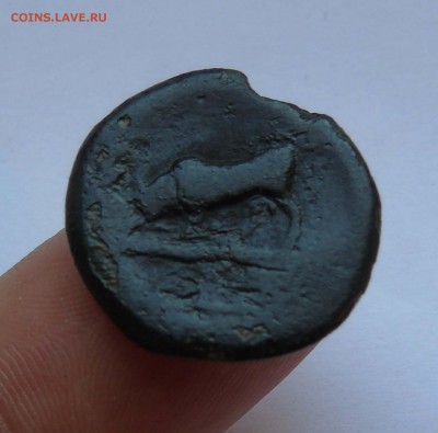 монета Херсонеса(дева-лань) надчекан(дельфин)до 11мая в22-00 - 2-хер