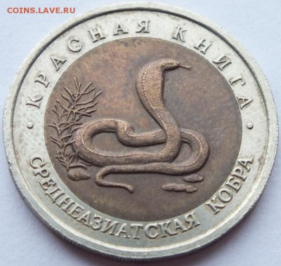 КК 1992 г. Среднеазиатская кобра  17.05.15 г. 22.00 короткий - DSCF1387