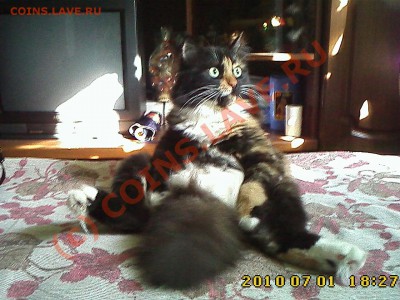 ФОТО - просто фото. Те что получились удачными. - IMG1147