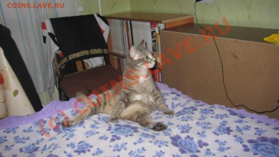 ФОТО - просто фото. Те что получились удачными. - IMG_0076