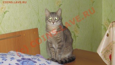 ФОТО - просто фото. Те что получились удачными. - IMG_0040