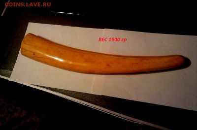 Оцените бивень - бивень