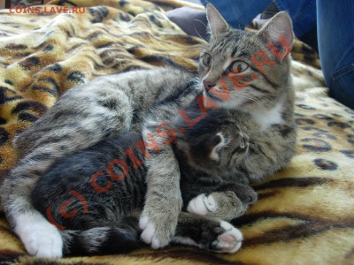 Отдам в добрые руки котенка в Екатеринбурге - DSCN5384.JPG