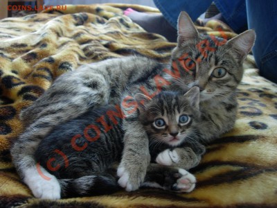 Отдам в добрые руки котенка в Екатеринбурге - DSCN5386.JPG