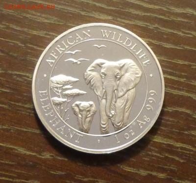 СОМАЛИ - ДВА СЛОНА 2015 унцовка до 31.05, 22.00 - Сомали 2 слона.JPG