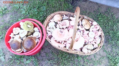 Любители "тихой охоты" есть? Все сюда :) - IMG_20140914_153202_1