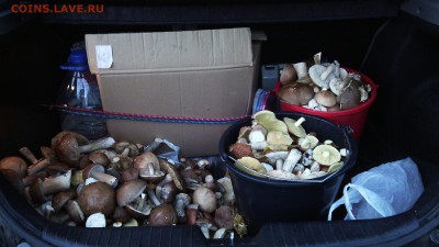 Любители "тихой охоты" есть? Все сюда :) - IMG_20140906_184329
