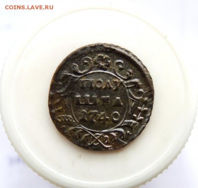 полушка 1740  до 3.06  серьёзные птицы :) - P1100777.JPG