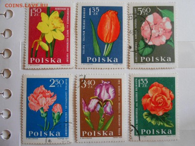 Польша, цветы, полная серия 1964 год, до 06.06.2015 - DSCN8524.JPG