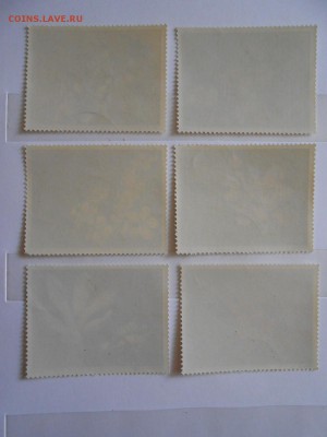 Польша, цветы, большой формат, до 06.06.2015 - DSCN8528.JPG