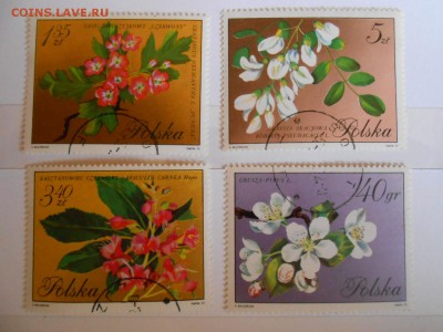 Польша, цветы, большой формат, до 06.06.2015 - DSCN8527.JPG