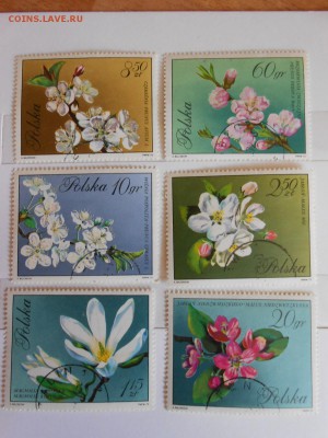 Польша, цветы, большой формат, до 06.06.2015 - DSCN8526.JPG