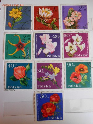 Польша, цветы, 10 разных, большой формат, до 06.06.2015 - DSCN8531.JPG