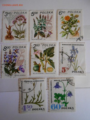 Польша, цветы, до 06.06.2015 - DSCN8533.JPG