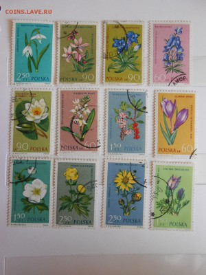 Польша, цветы, 12 разных, до 06.06.2015 - DSCN8534.JPG