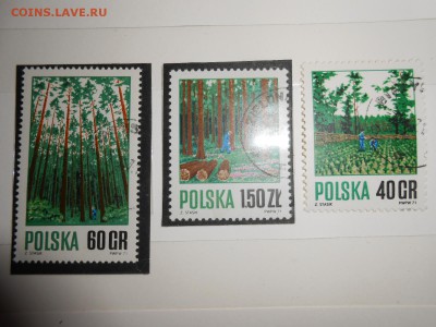 Польша, лес, 1971 год, полная серия,до 06.06.2015 - DSCN8542.JPG
