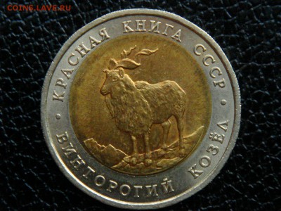 К винторогий козел, смешение вставки. - DSC09928.JPG