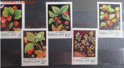 СССР 1982. Ягоды - 77.JPG
