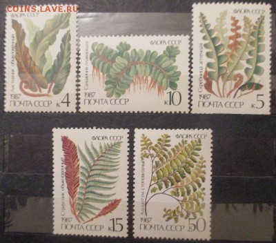 СССР 1987. Папоротники - 4.JPG