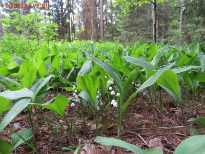 Покопушки от Русланыча . - IMG_2124.JPG