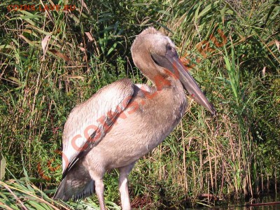 Животные на монетах - pelican