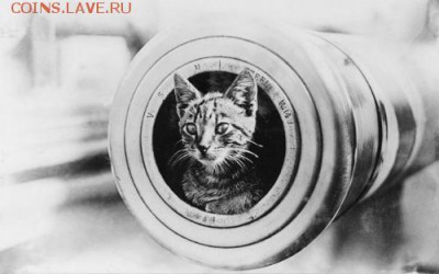 Кошки на монетах - 16156-162653-fd806a87936f5ad182bc7382b516ce6a