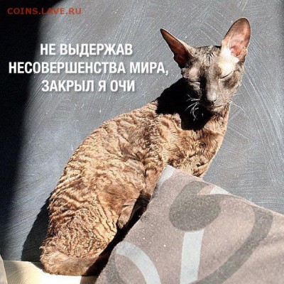 Американский торговый доллар с китайскими надчеканами оценка - кот