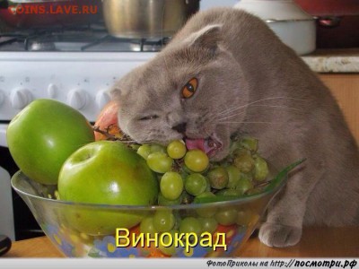 делает - прямо сейчас !!! - image