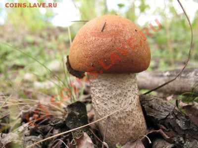 Любители "тихой охоты" есть? Все сюда :) - 1234_047_221