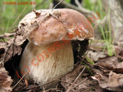 Любители "тихой охоты" есть? Все сюда :) - 1234_063_136