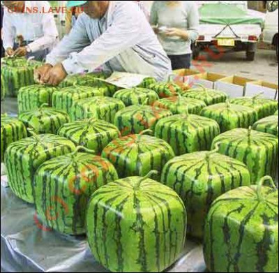делает - прямо сейчас !!! - square-watermelon