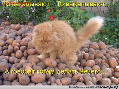 делает - прямо сейчас !!! - image