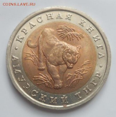 Кр.книга Амурский тигр 2экз- до 02.08.15 - SAM_5530.JPG