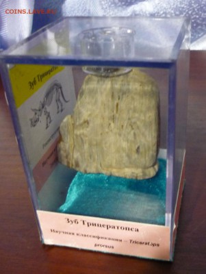 Окаменелость в "витринке" до 30.07. в 22.00 - P1180444.JPG