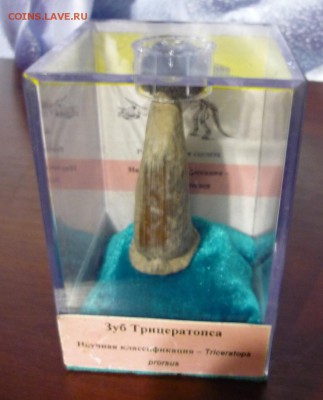 Окаменелость в "витринке" до 30.07. в 22.00 - P1180445.JPG