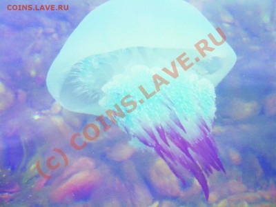 Остров Русский (фото) - Graphic11