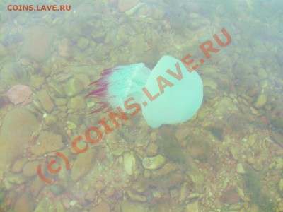Остров Русский (фото) - Graphic992