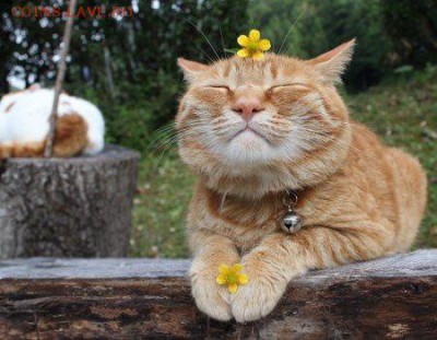 Любите ли вы кошек? - image