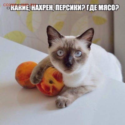 Любите ли вы кошек? - image