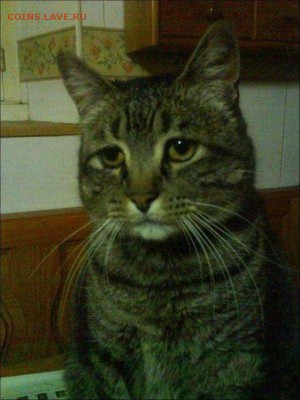Любите ли вы кошек? - post-3-12250967698572