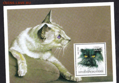 Гвинея кошки блок - 4