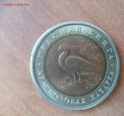 Красная Книга (Казарка) до 6.08.15 в 22.00 по МСК - DSC01093.JPG