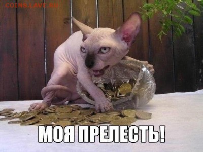 Любите ли вы кошек? - image